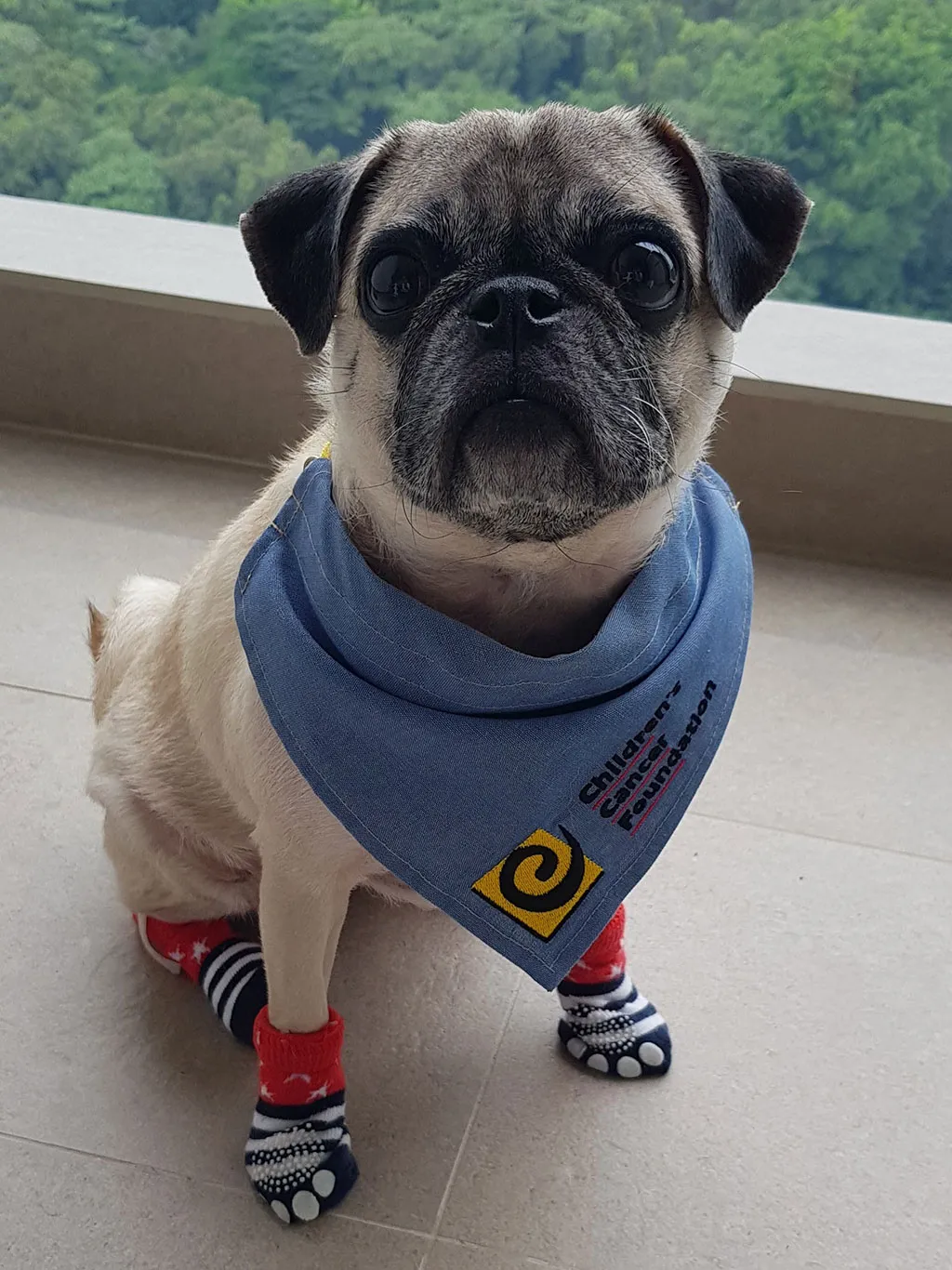 Animal-Assisted-Therapy-2